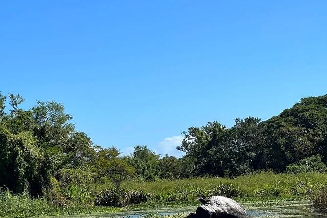 Grünes Ufer des Nicaraguasees unter blauem Himmel